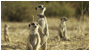 Flower : Queen of the Meerkats