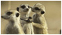 Flower : Queen of the Meerkats
