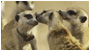 Flower : Queen of the Meerkats