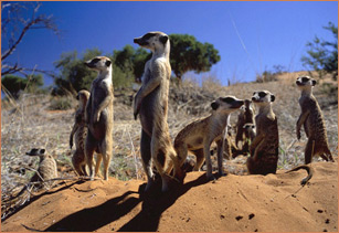 Meerkat Manor : The Story Begins