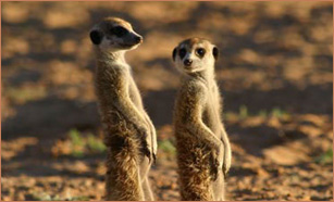 Meerkat Manor : The Story Begins