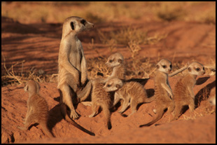 La Famille Suricate