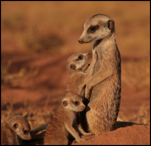La Famille Suricate
