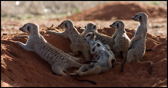 La Famille Suricate