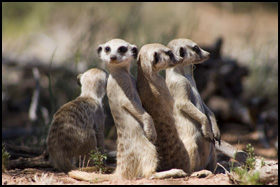 La Famille Suricate