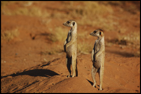 La Famille Suricate
