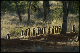 La Famille Suricate
