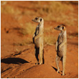 La Famille Suricate