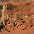 La Famille Suricate