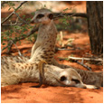 La Famille Suricate