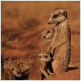 La Famille Suricate