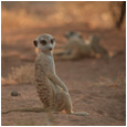 La Famille Suricate