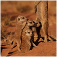 La Famille Suricate