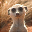 La Famille Suricate