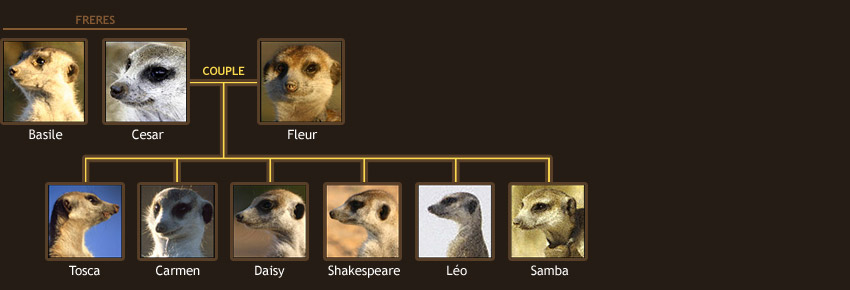 La famille Moustache - The Wiskers