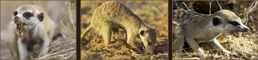 Meerkat Manor : Le Clan des Suricates
