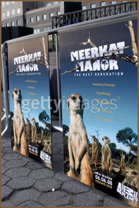 Meerkat Manor : Le Clan des Suricates