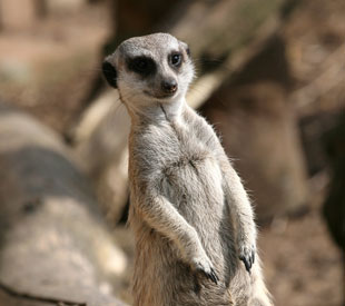 suricate_001