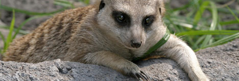 suricate_002